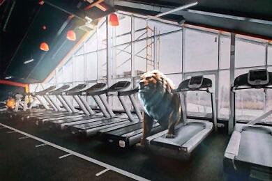 gym beg lion bg 390x260 - Тренажерный зал