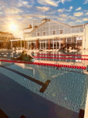 relax lion bg e1679637148890 300x400 - Релакс-зона: Бассейн, баня, хаммам